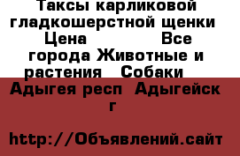 Таксы карликовой гладкошерстной щенки › Цена ­ 20 000 - Все города Животные и растения » Собаки   . Адыгея респ.,Адыгейск г.